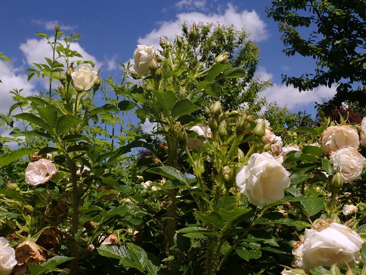 Роза Поларис ругоза - фото 8