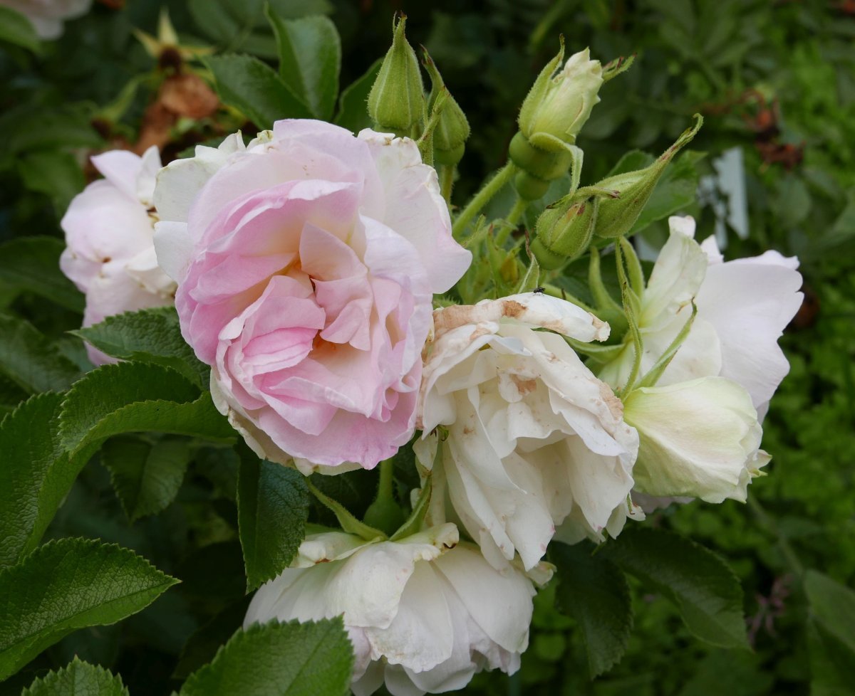 Роза Поларис ругоза - фото 3