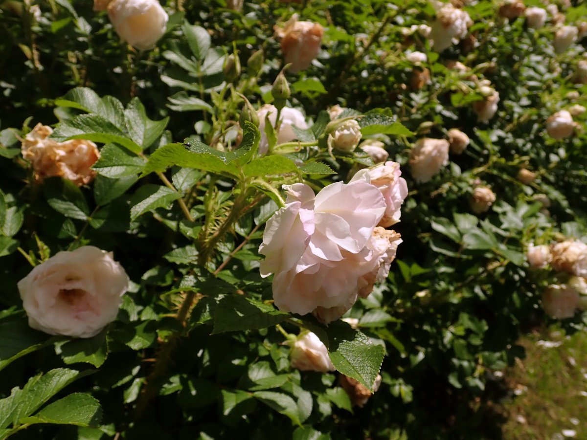 Роза Поларис ругоза - фото 6