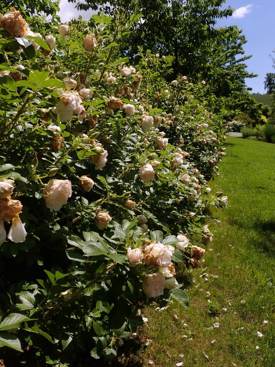 Роза Поларис ругоза - фото 7