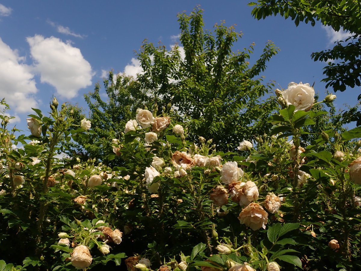 Роза Поларис ругоза - фото 10