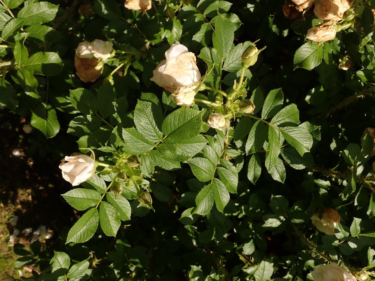 Роза Поларис ругоза - фото 9