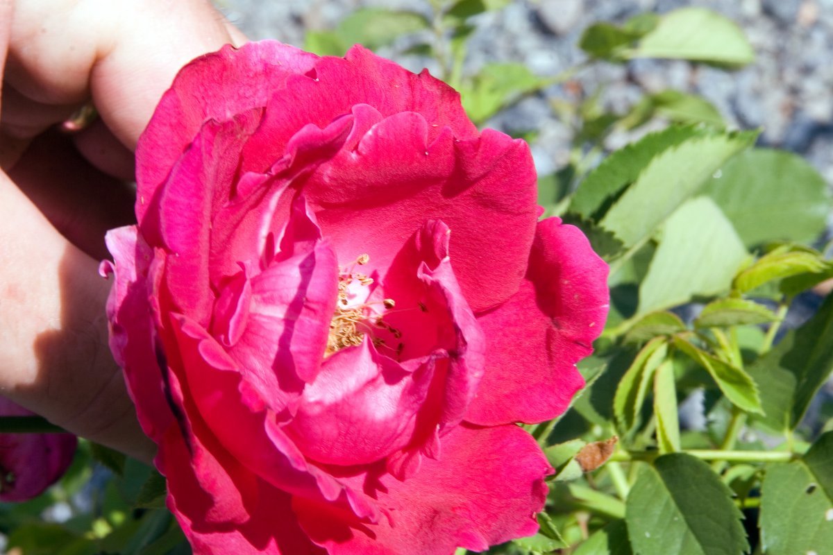 Роза Кутберт Грант канадская парковая - фото 2