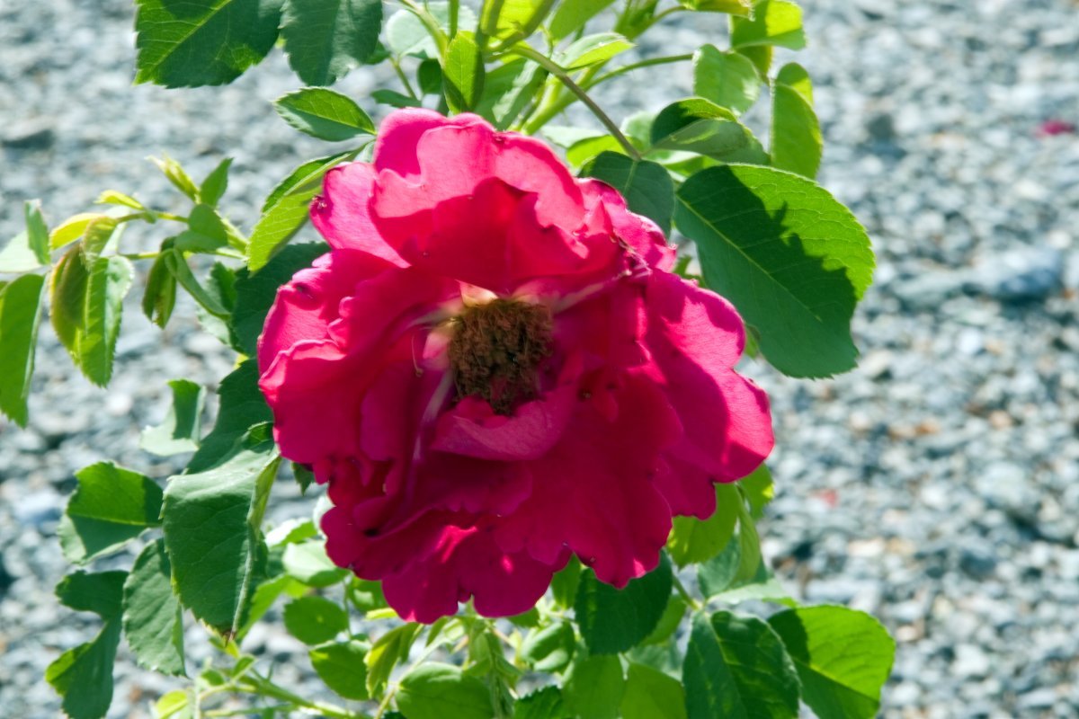 Роза Кутберт Грант канадская парковая - фото 3