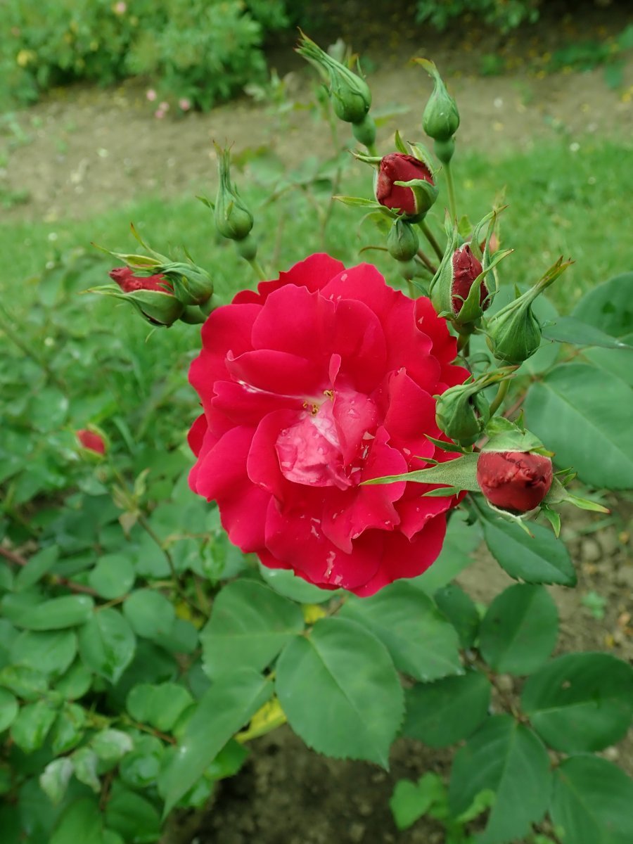 Роза Шамплейн канадская парковая - фото 5