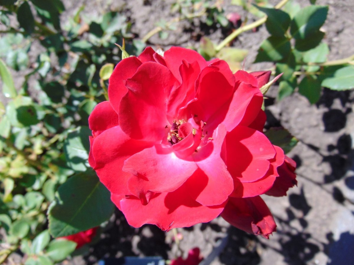 Роза Шамплейн канадская парковая - фото 2