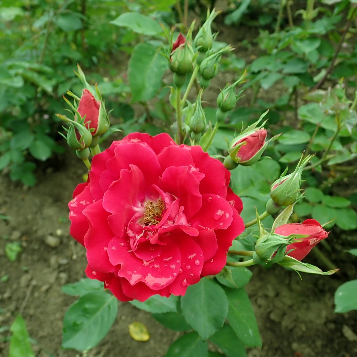 Роза Шамплейн канадская парковая - фото 6