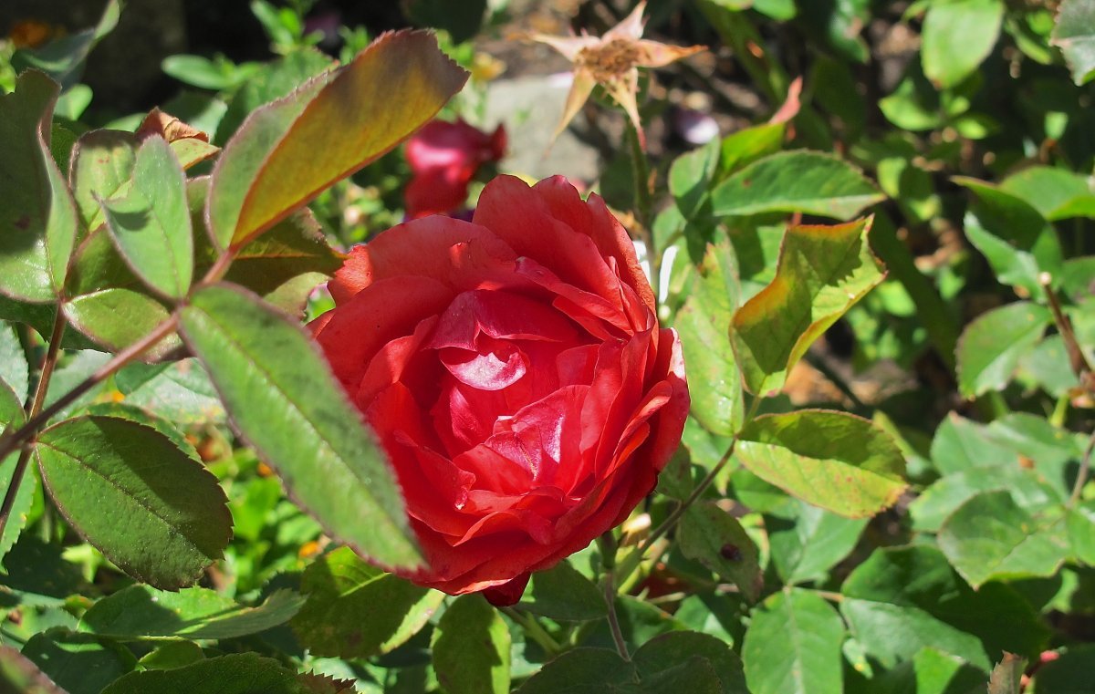 Роза Морден Файрглоу канадская парковая