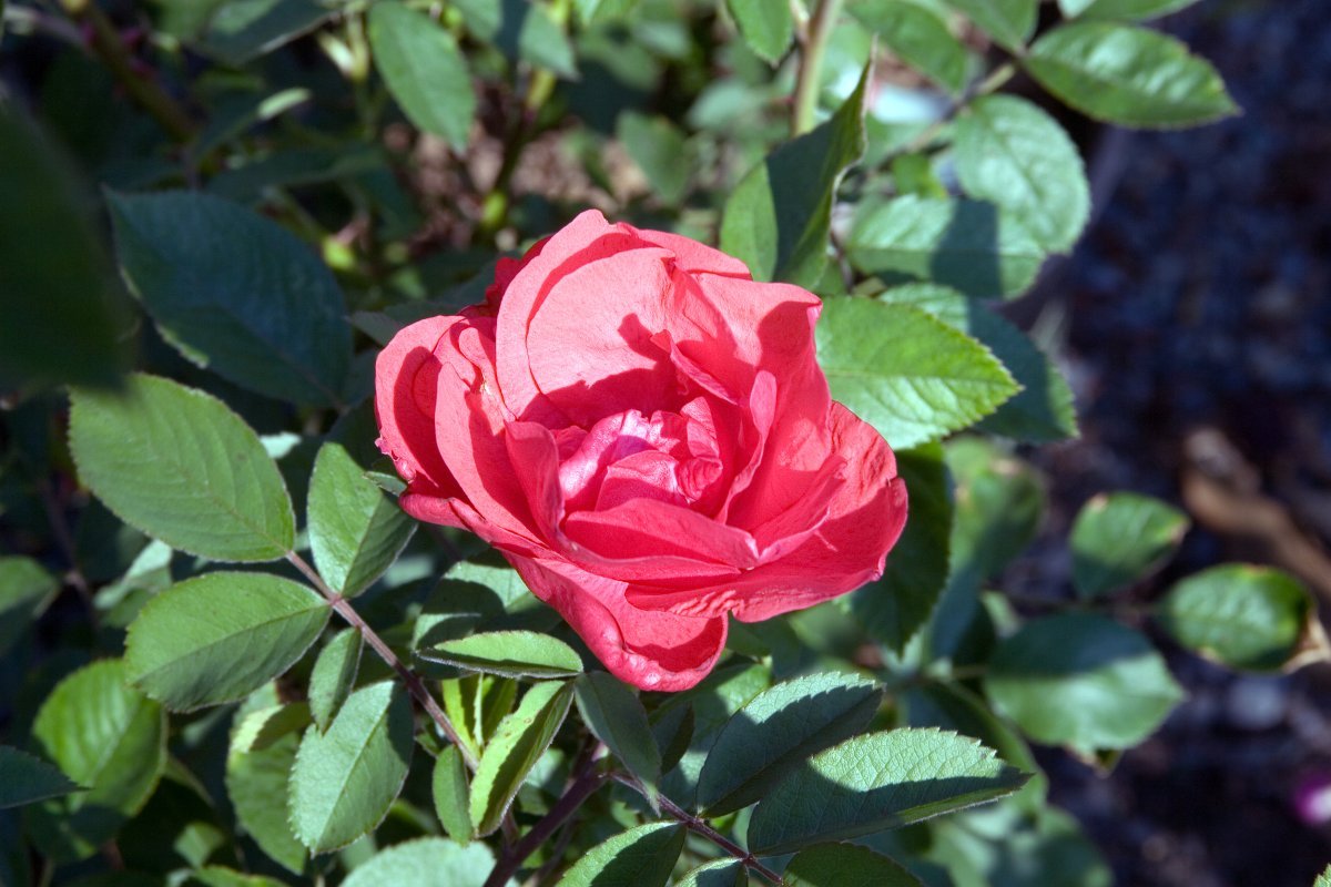 Роза Морден Файрглоу канадская парковая - фото 2