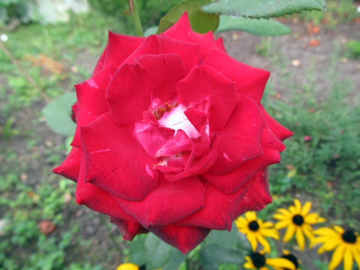 Роза Морден Руби канадская парковая - фото 2