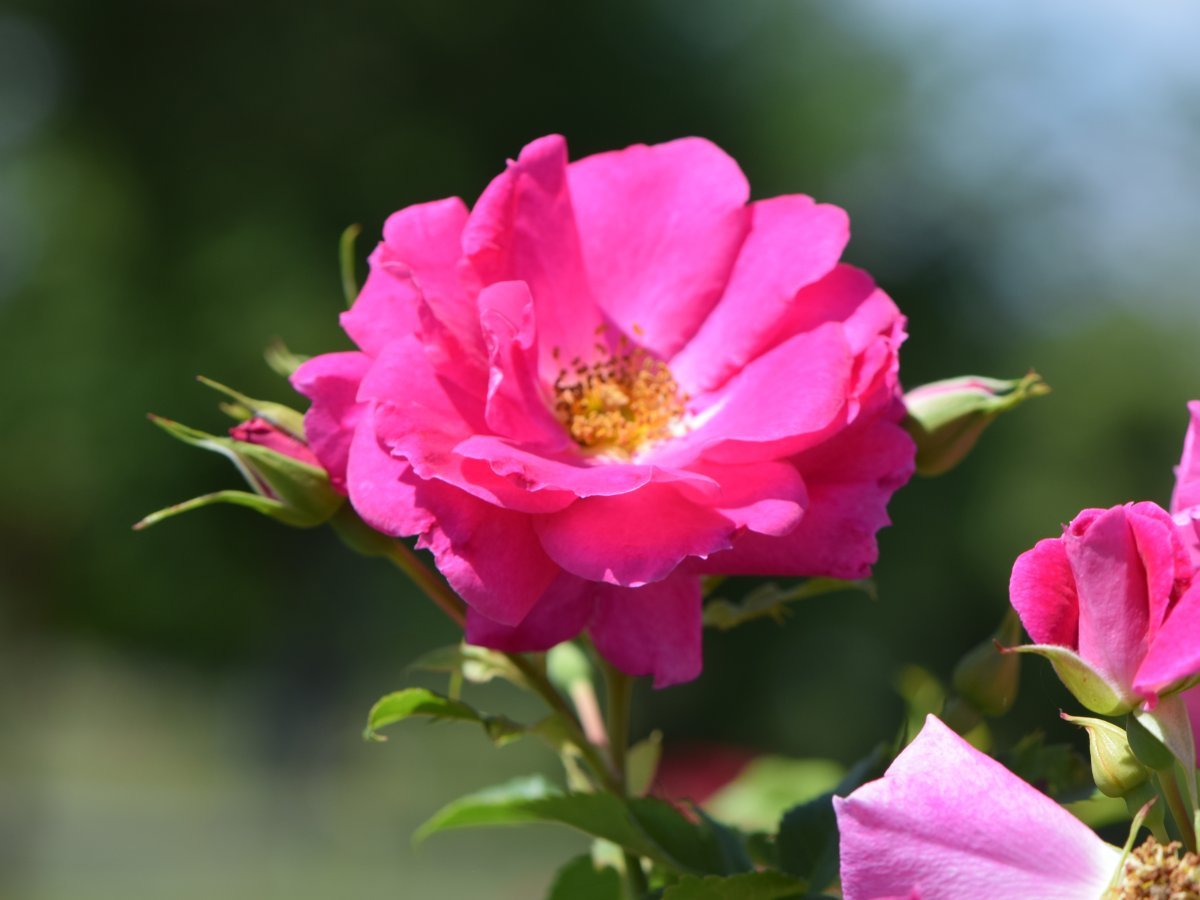 Роза Капитан Самуэль Холланд канадская парковая - фото 3