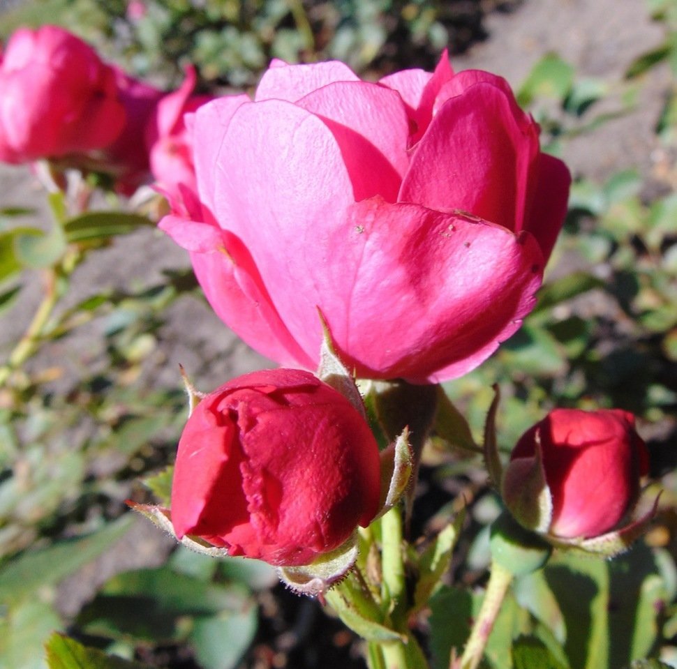 Роза Капитан Самуэль Холланд канадская парковая - фото 2