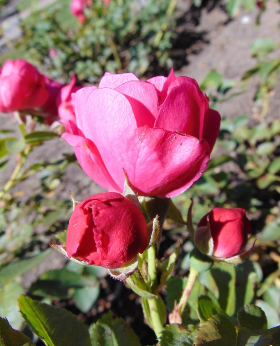 Роза Капитан Самуэль Холланд канадская парковая