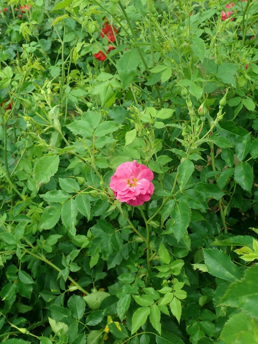 Роза Капитан Самуэль Холланд канадская парковая - фото 4