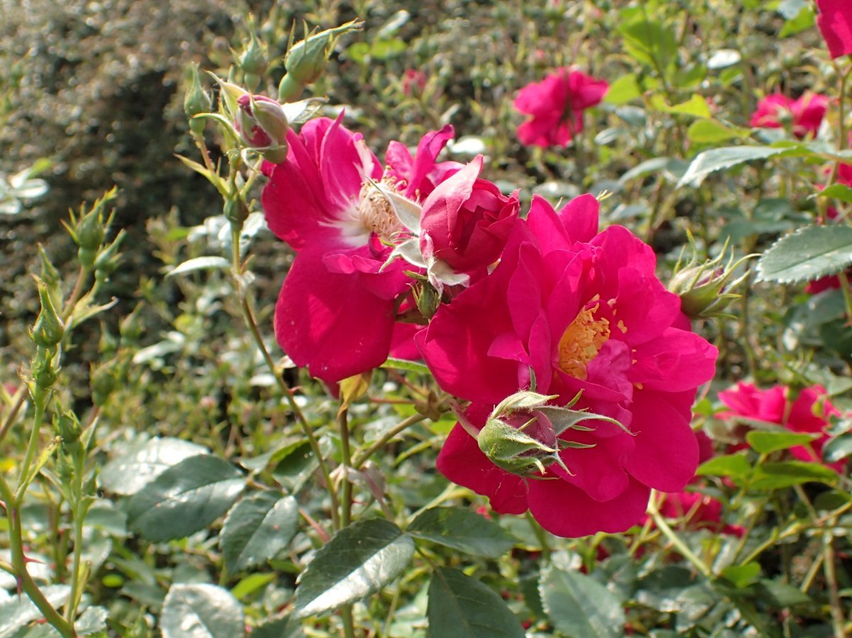 Роза Джон Кэбот канадская парковая - фото 3