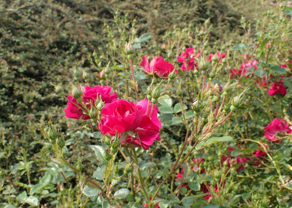 Роза Джон Кэбот канадская парковая - фото 4