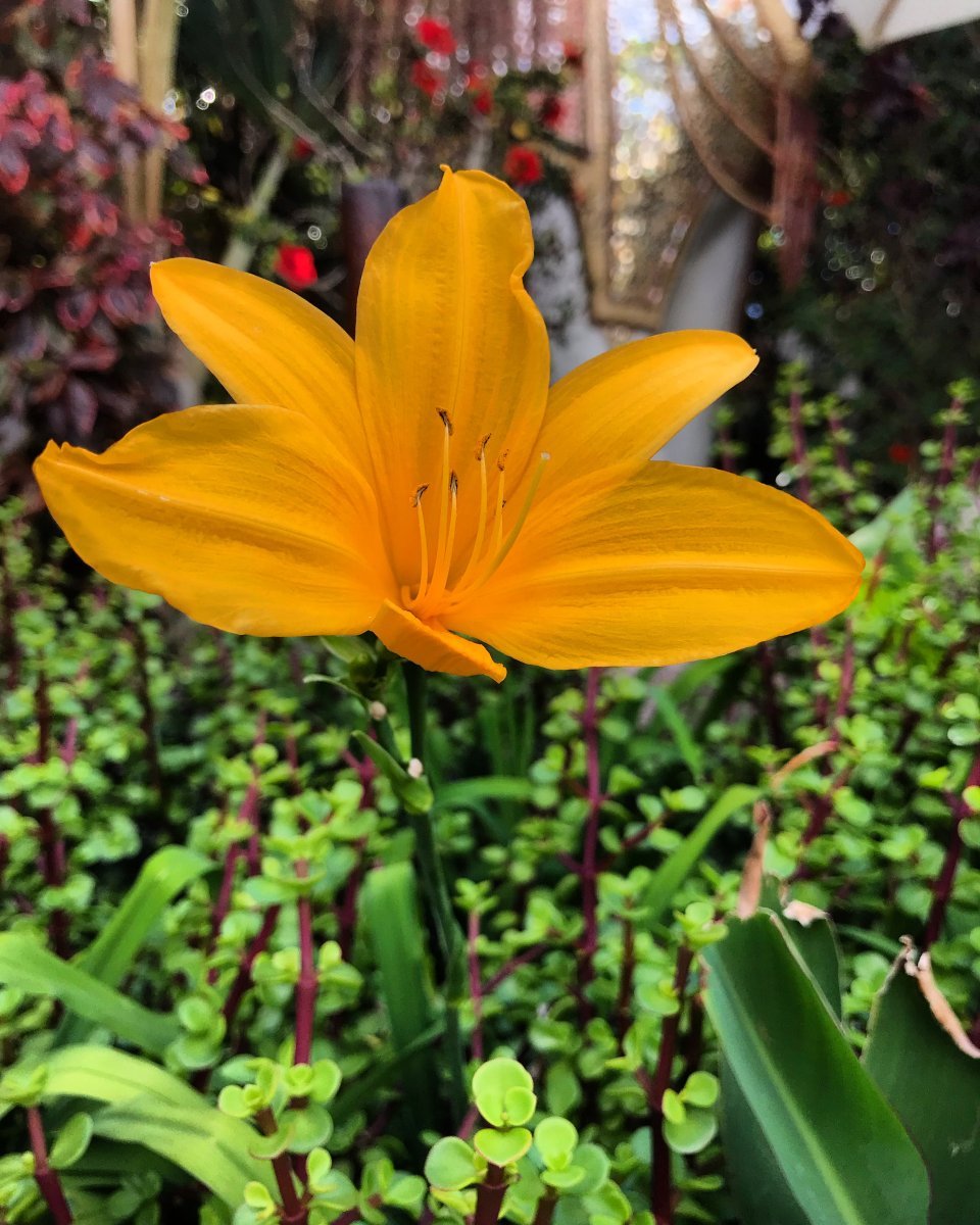 Лилейник желтый - фото 9