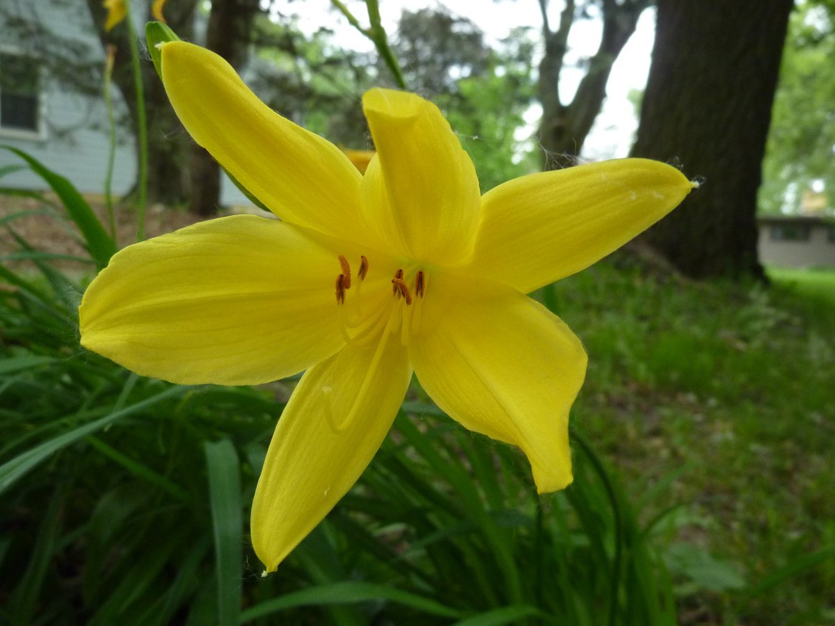 Лилейник желтый - фото 8