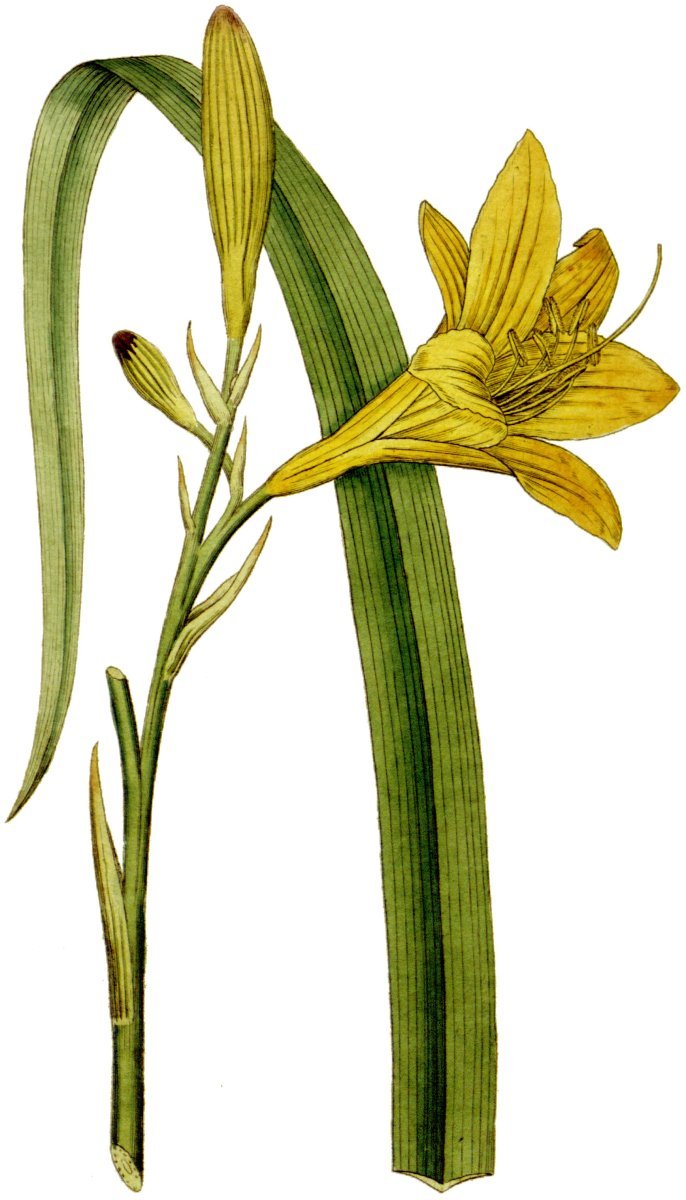 Лилейник желтый - фото 6