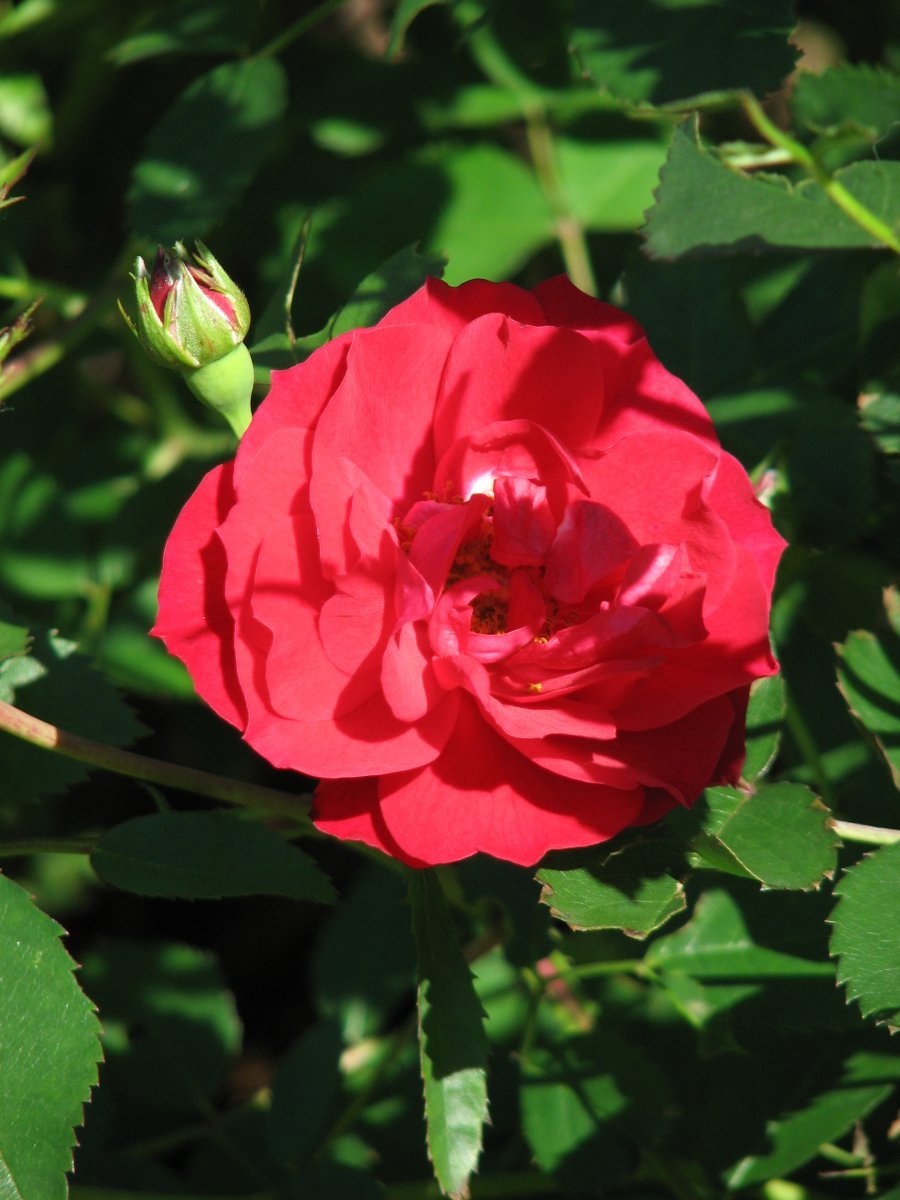 Роза Аделаида Худлес канадская парковая - фото 2