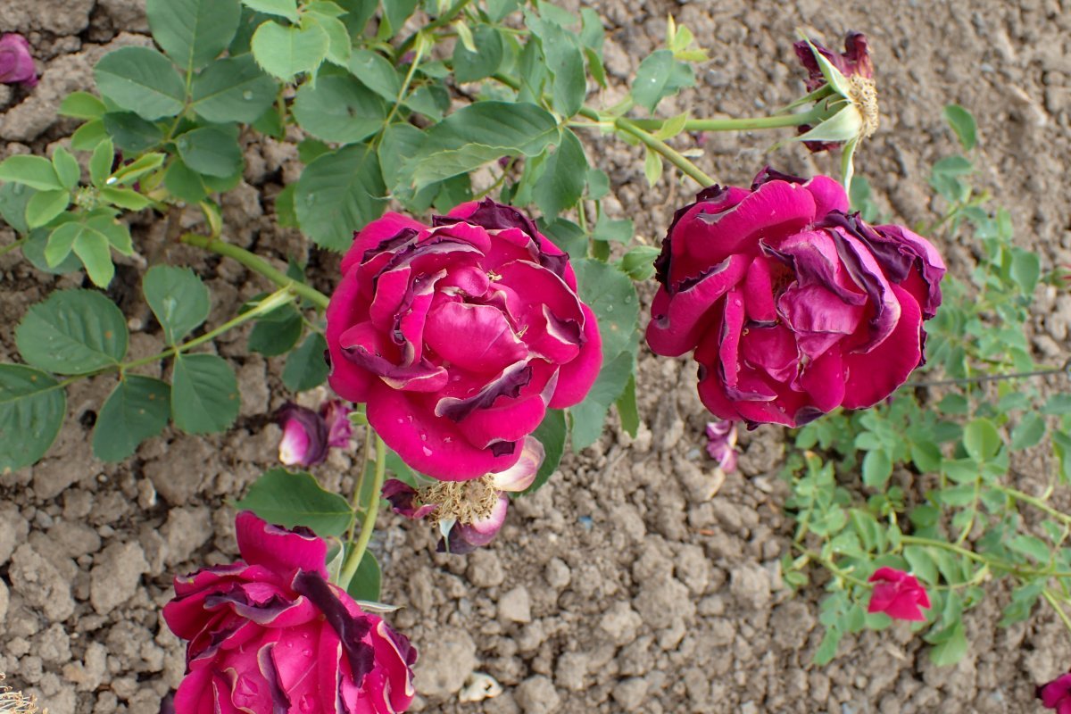 Роза Аделаида Худлес канадская парковая - фото 3