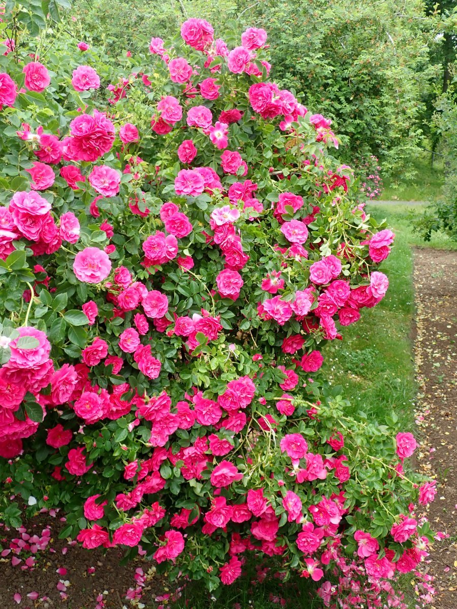 Роза Генри Келси канадская парковая - фото 6