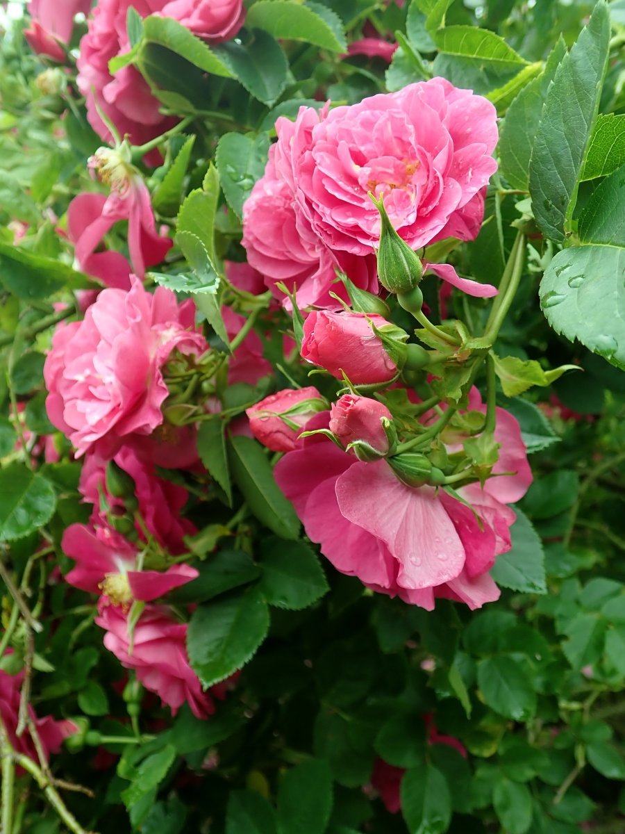 Роза Генри Келси канадская парковая - фото 4