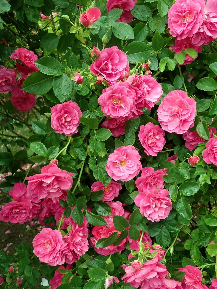 Роза Генри Келси канадская парковая - фото 7