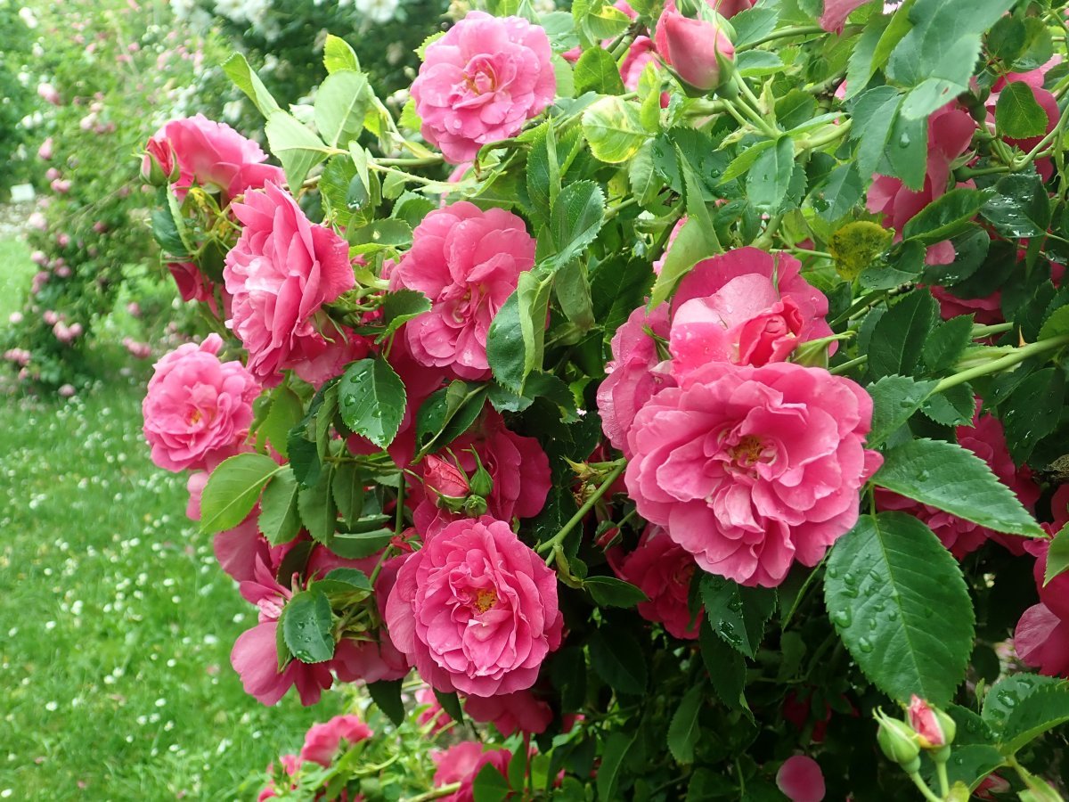 Роза Генри Келси канадская парковая - фото 5