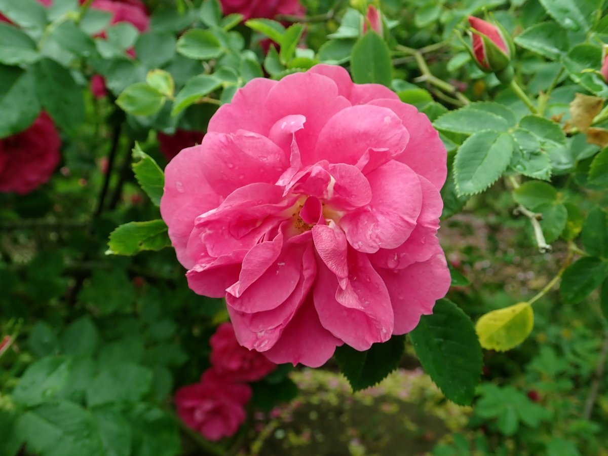 Роза Генри Келси канадская парковая - фото 2