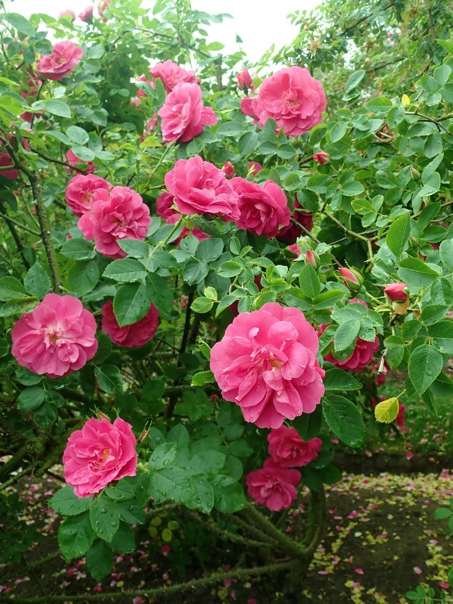 Роза Генри Келси канадская парковая