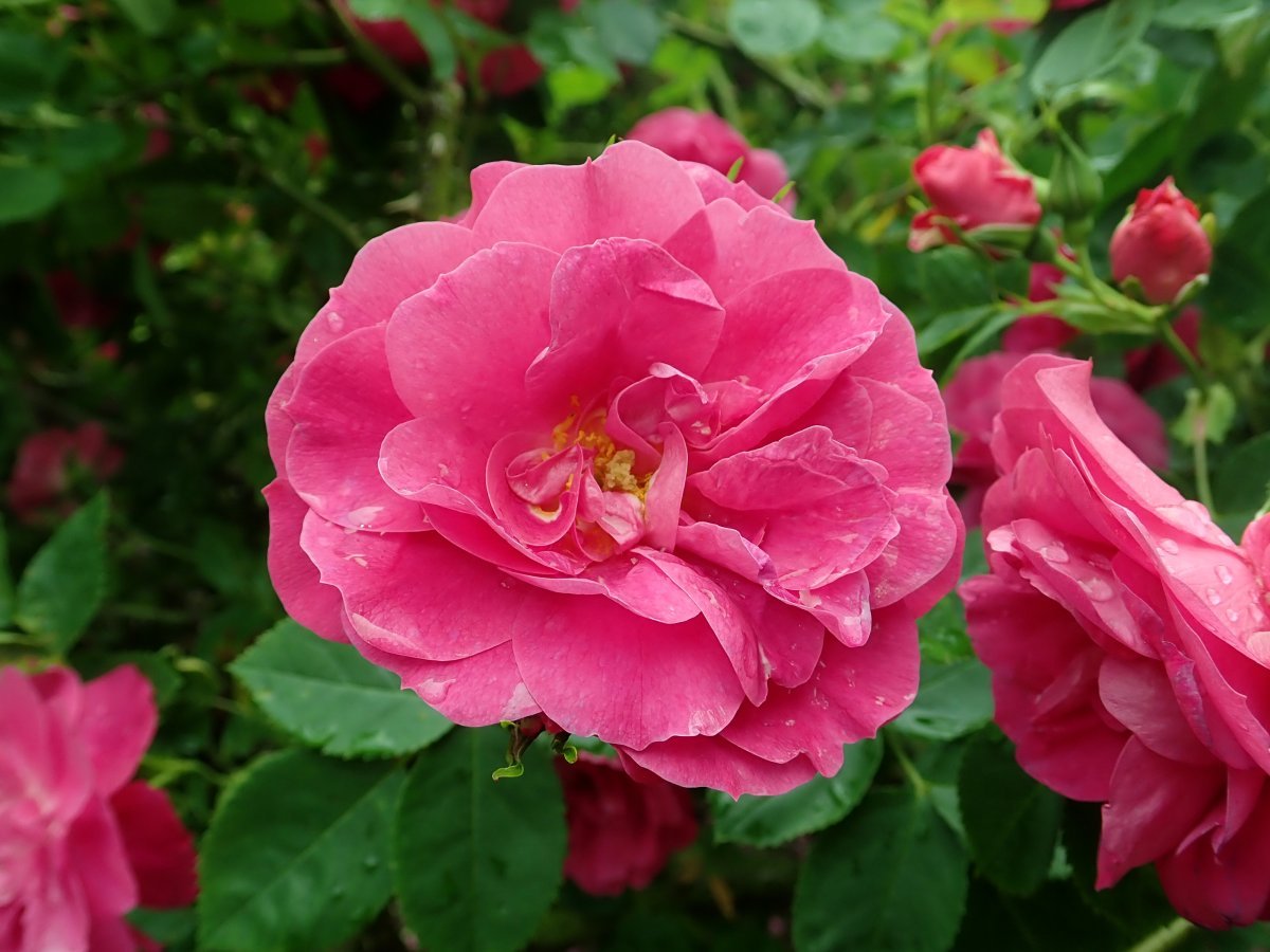 Роза Генри Келси канадская парковая - фото 3