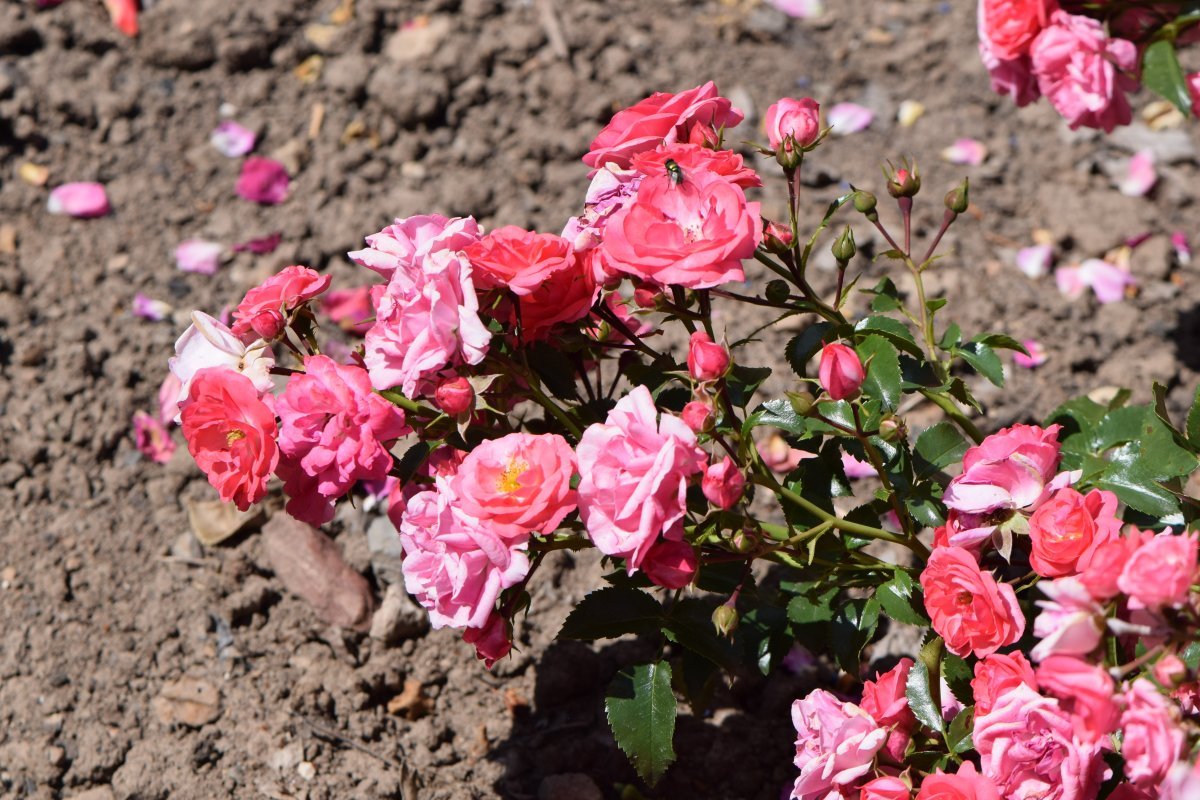 Роза Альфа Мейдилэнд