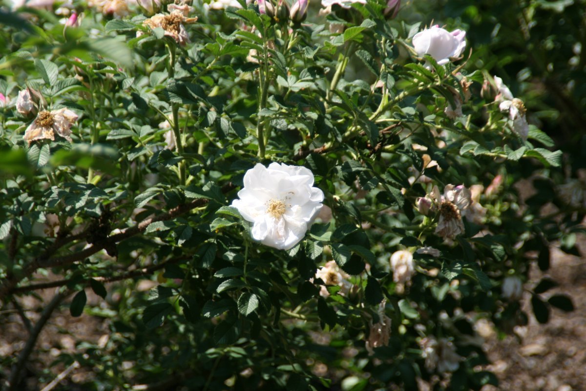 Роза Генри Хадсон канадская парковая - фото 3