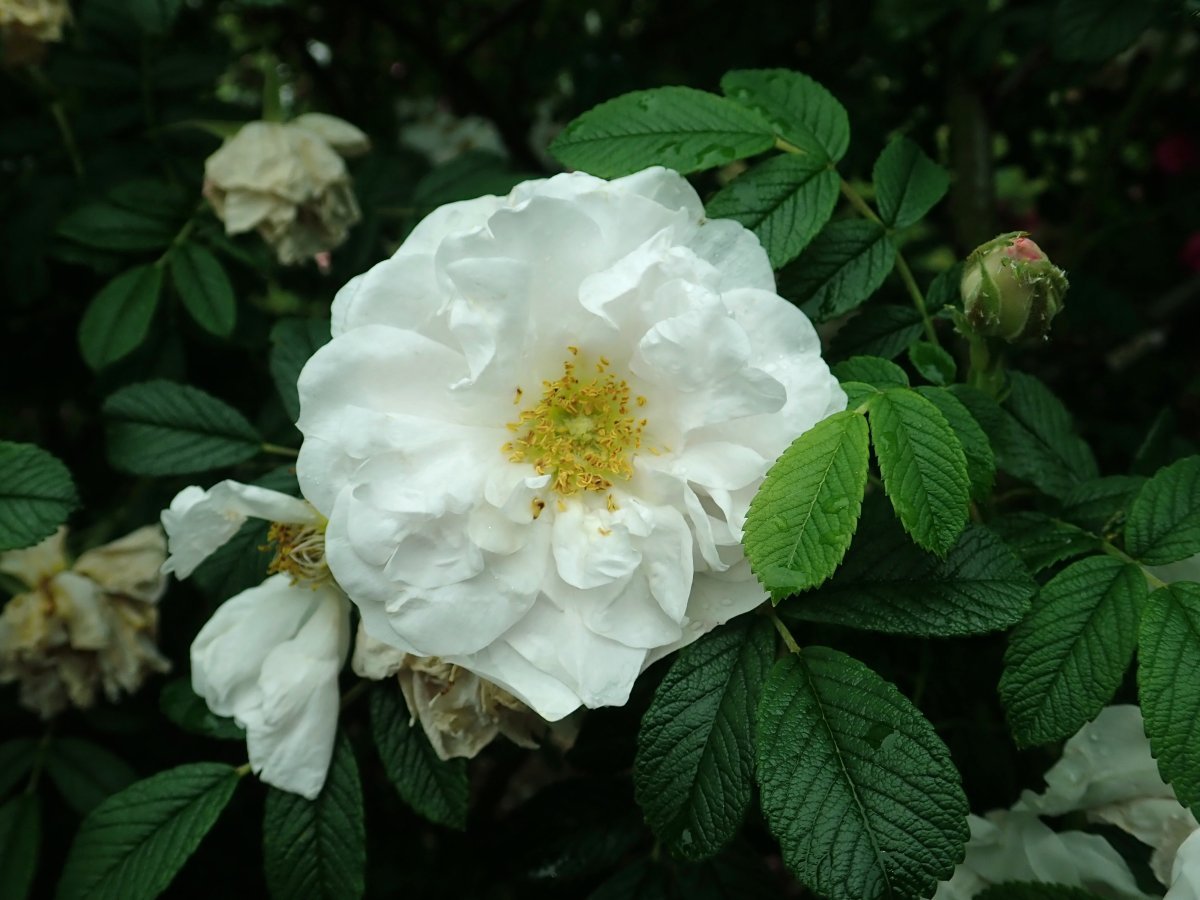 Роза Генри Хадсон канадская парковая - фото 5