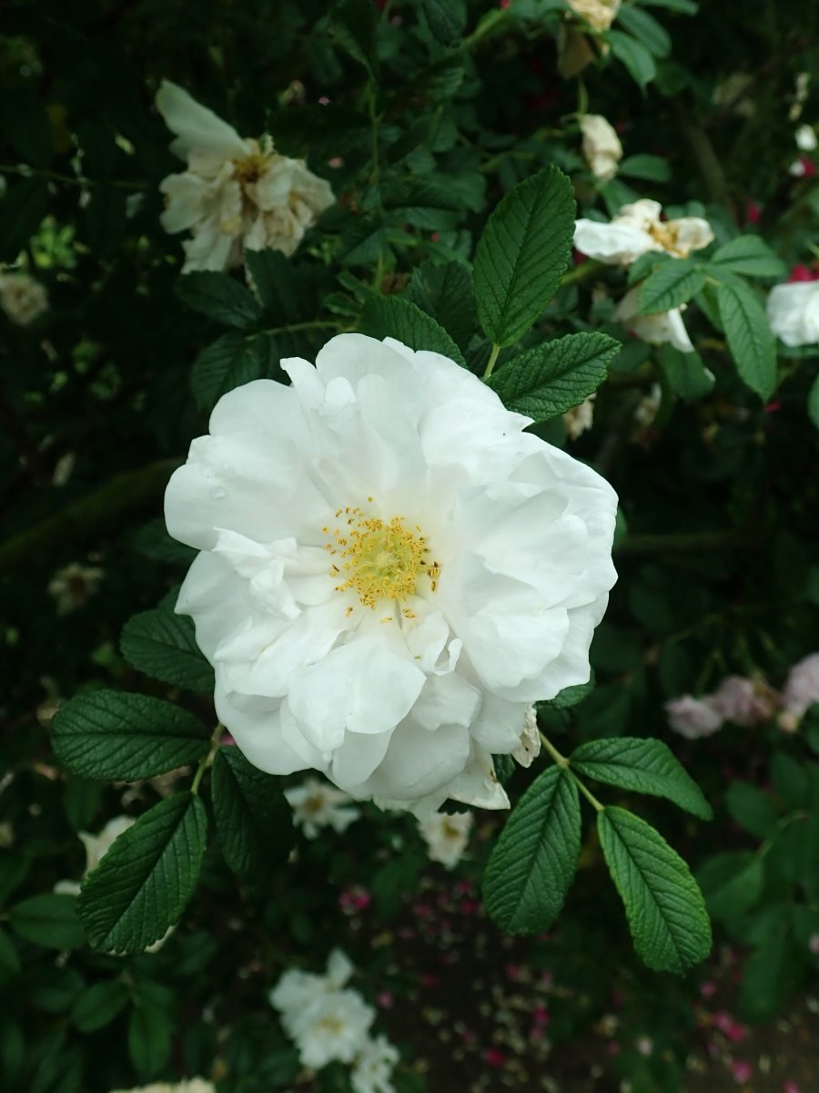 Роза Генри Хадсон канадская парковая - фото 6