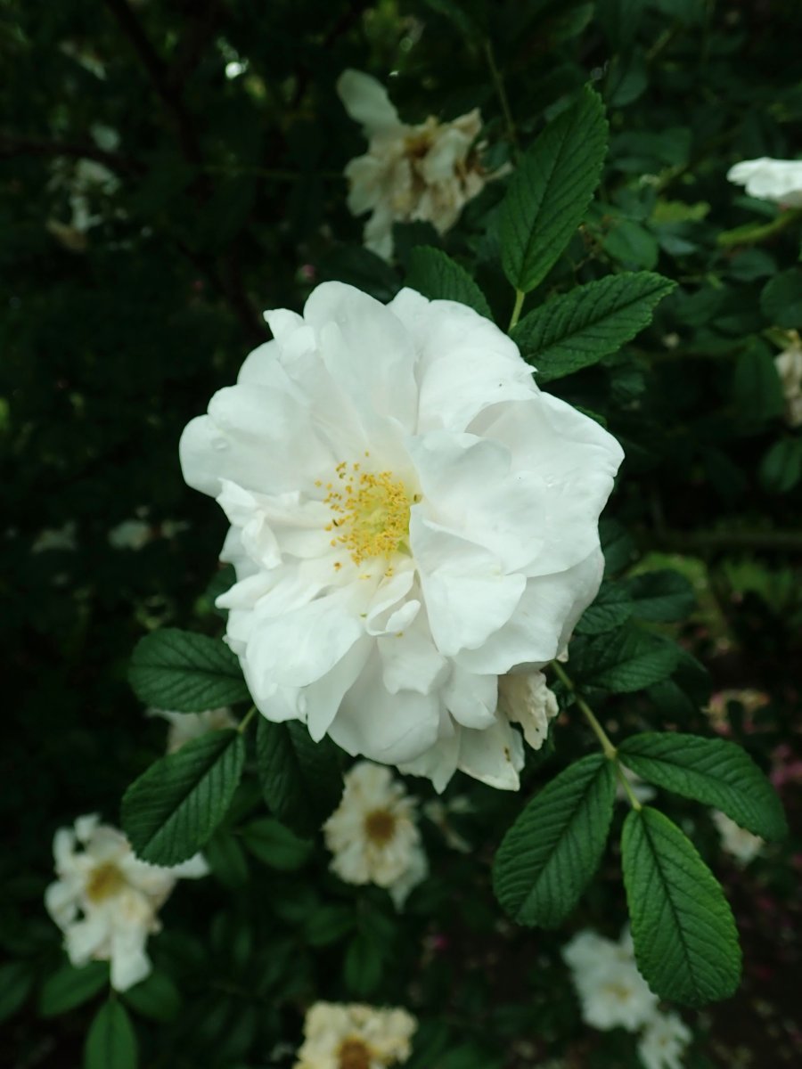 Роза Генри Хадсон канадская парковая - фото 7