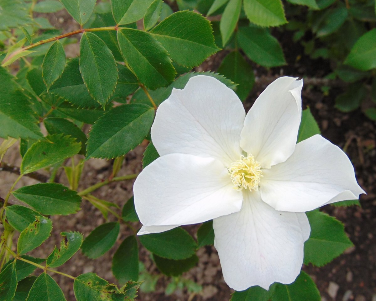 Роза Морден Сноубьюти канадская парковая - фото 2