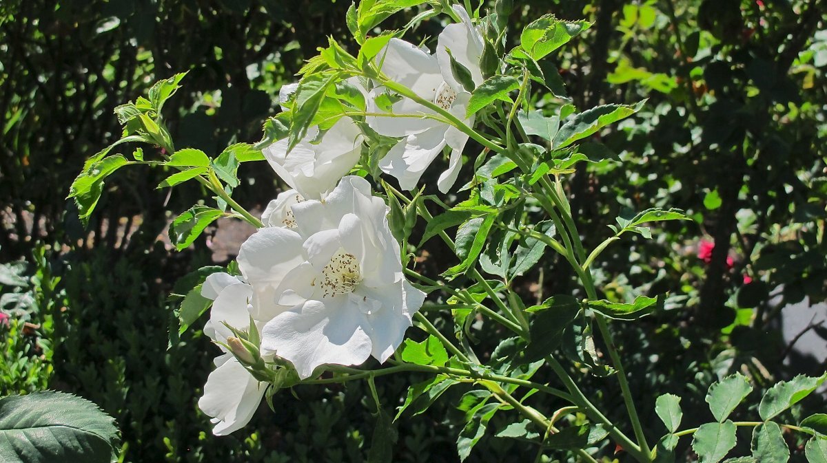 Роза Морден Сноубьюти канадская парковая