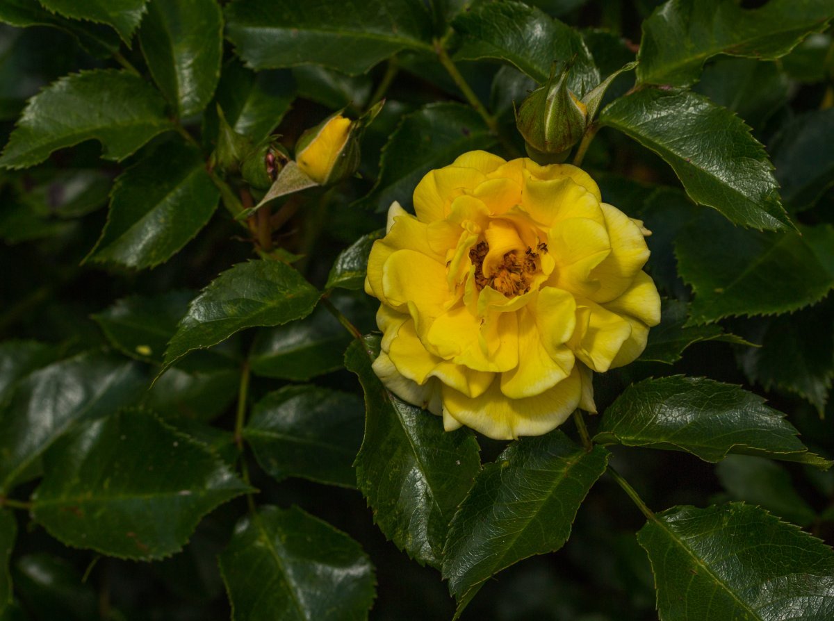 Роза Ругельда парковая - фото 7