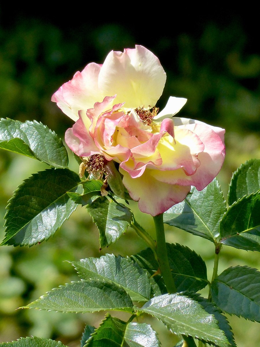 Роза Ругельда парковая - фото 9