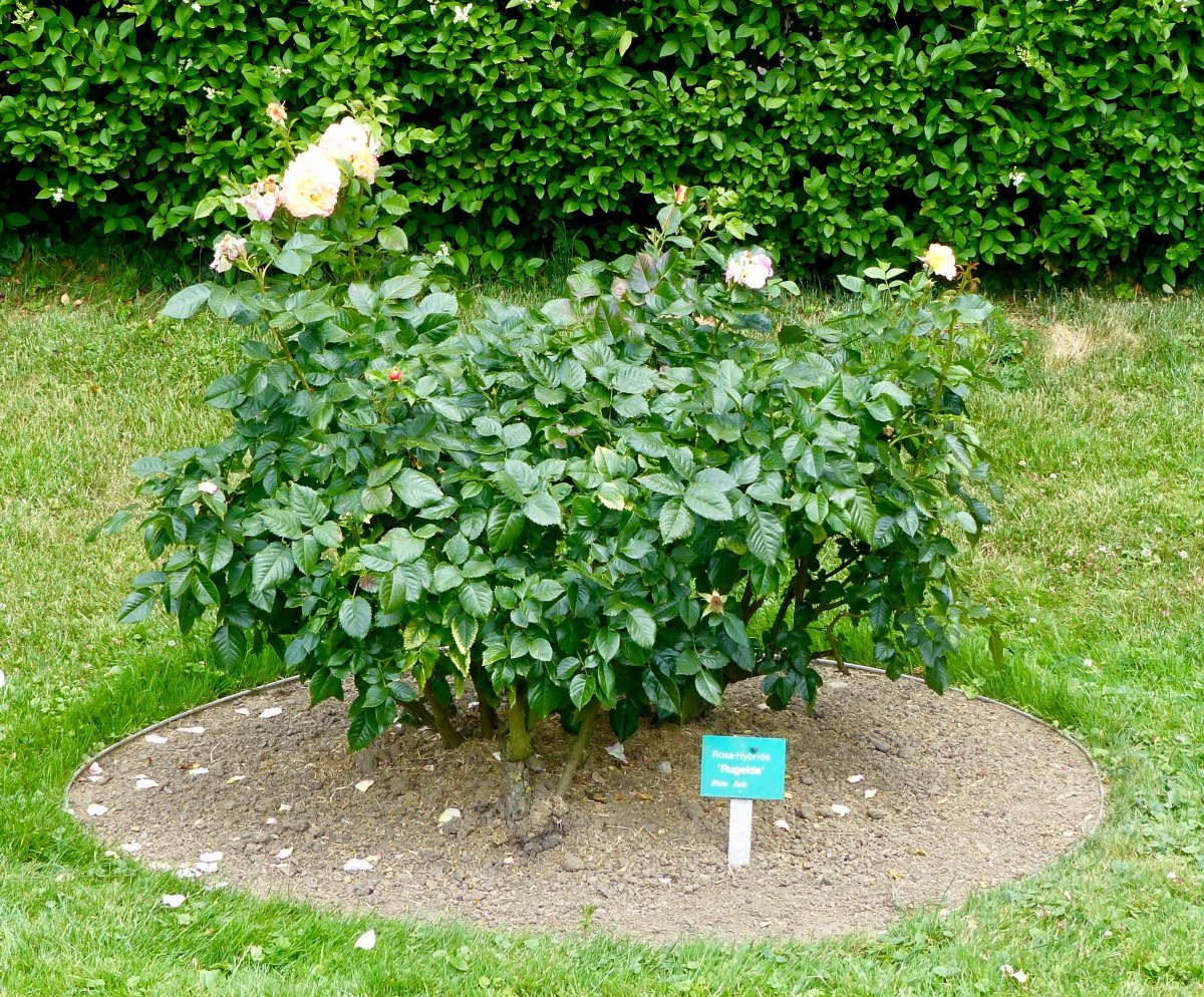 Роза Ругельда парковая - фото 10