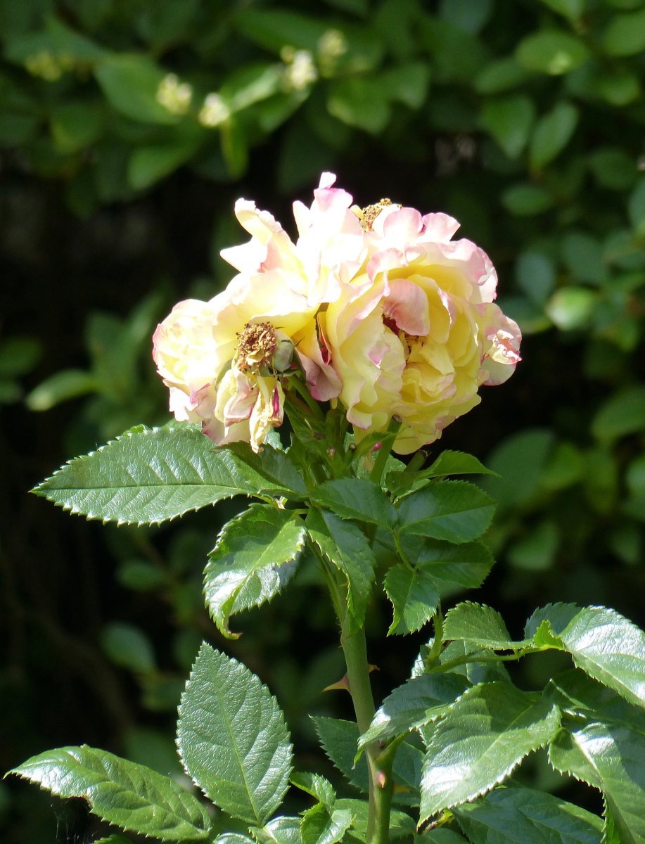 Роза Ругельда парковая - фото 8