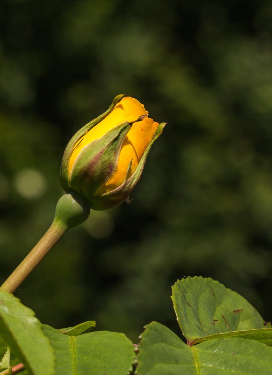 Роза Ругельда парковая - фото 3