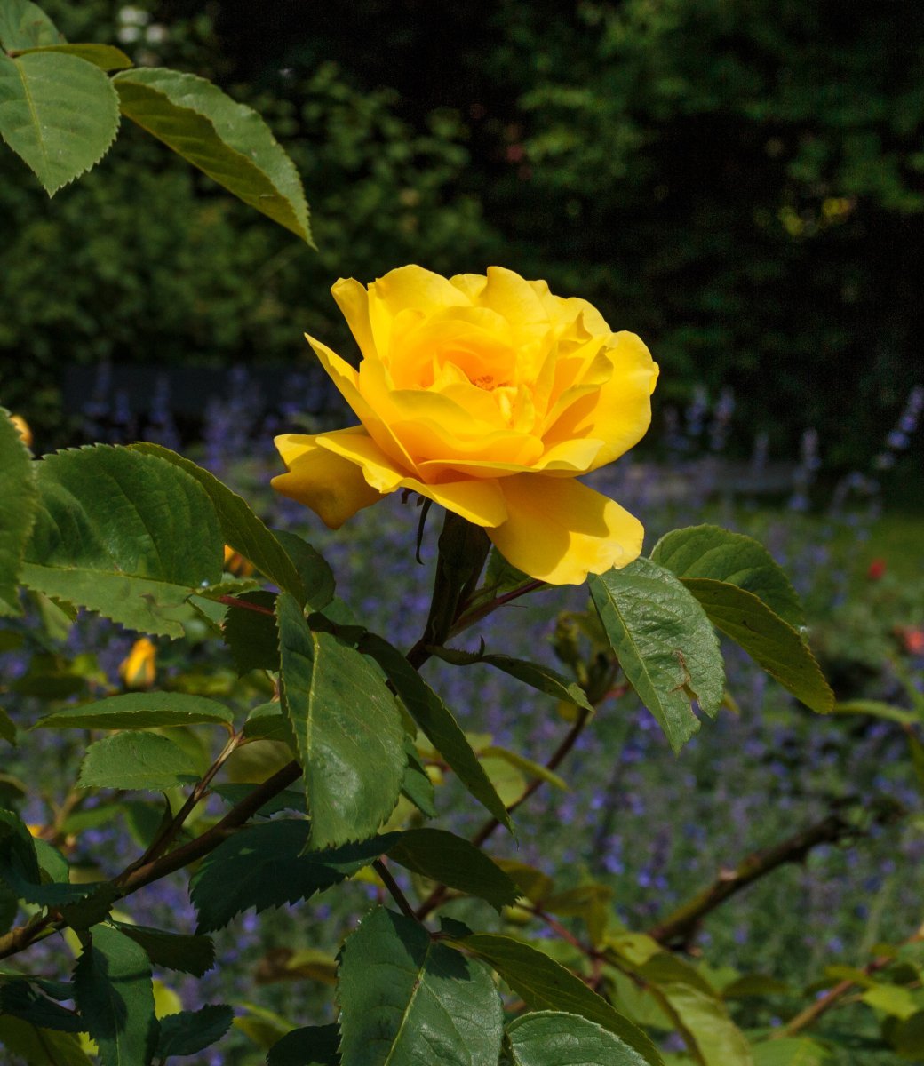 Роза Ругельда парковая - фото 5