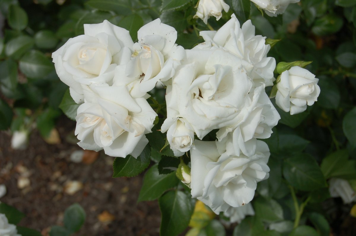 Роза Аспирин