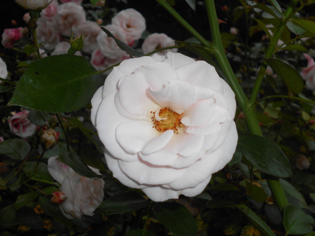 Роза Аспирин - фото 9