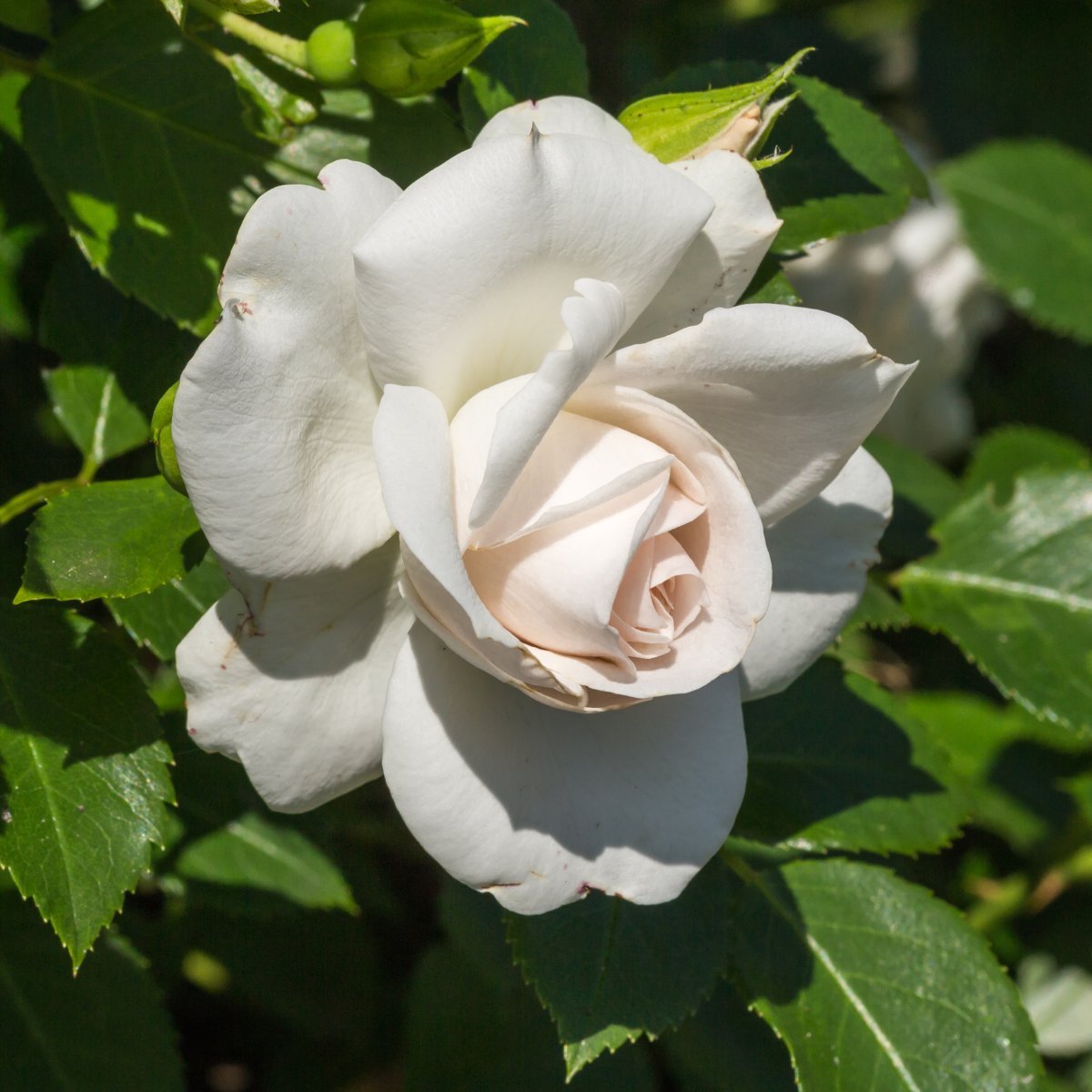 Роза Аспирин - фото 6