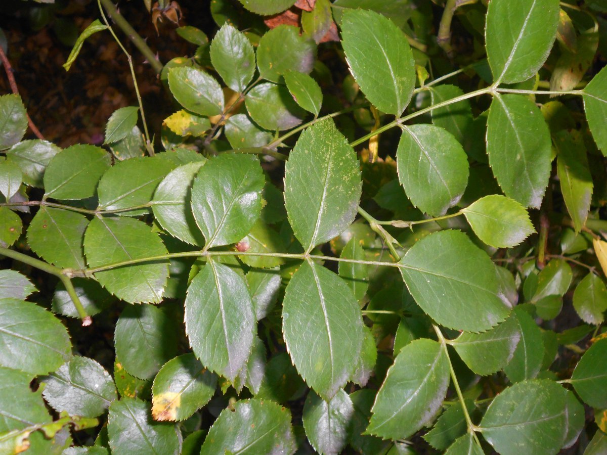 Роза Аспирин - фото 8