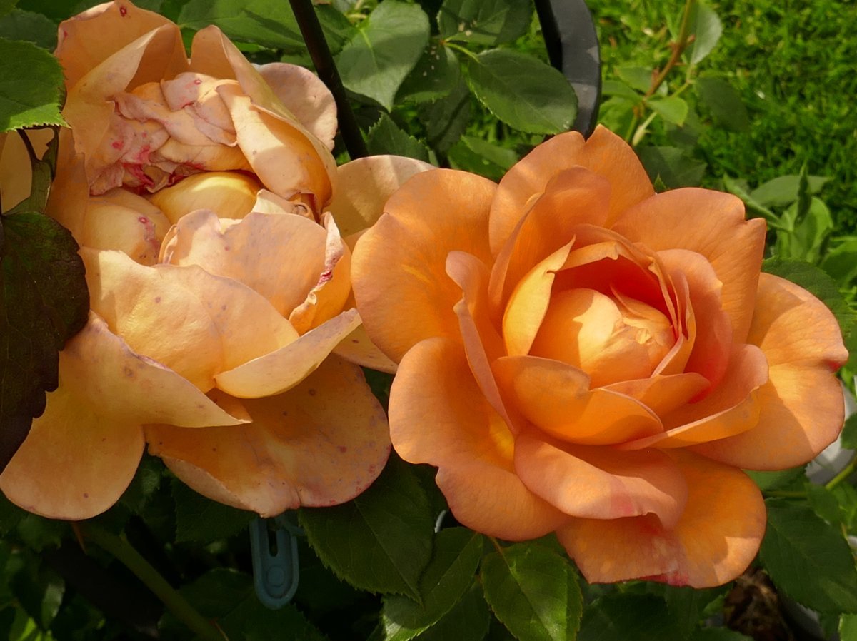 Роза Леди оф Шалот - фото 6